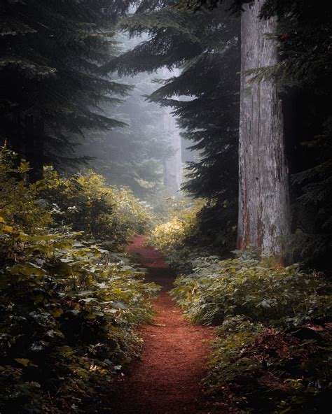 Winding Path Through A Misty Pacific Temperate Rainforest In Oregon