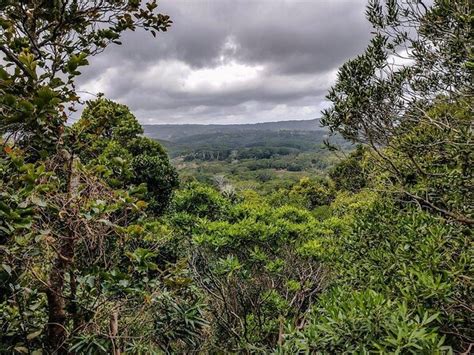 Ebony Forest Reserve Chamarel Take A Hike Tour Viator