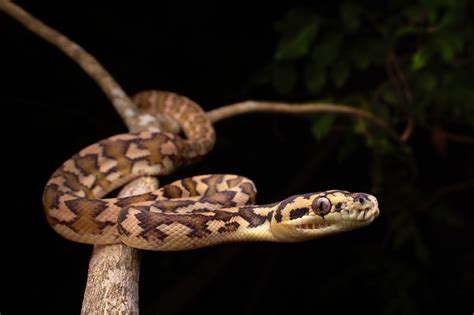 Juvenile Darwin Carpet Python Juvenile Darwin Carpet Pytho Flickr