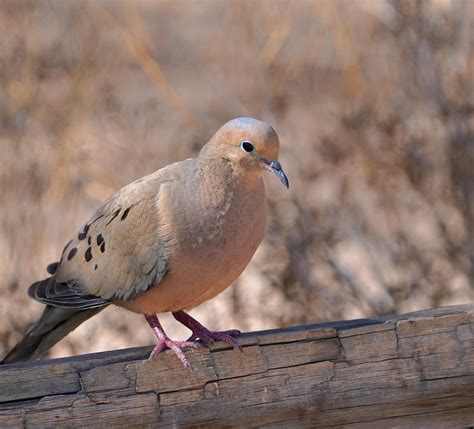 Doves Of Arizona Mourning Dove Seen At Gilbert Water Ranc Digital