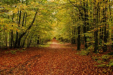 Autumn Forrest Timmyl Flickr