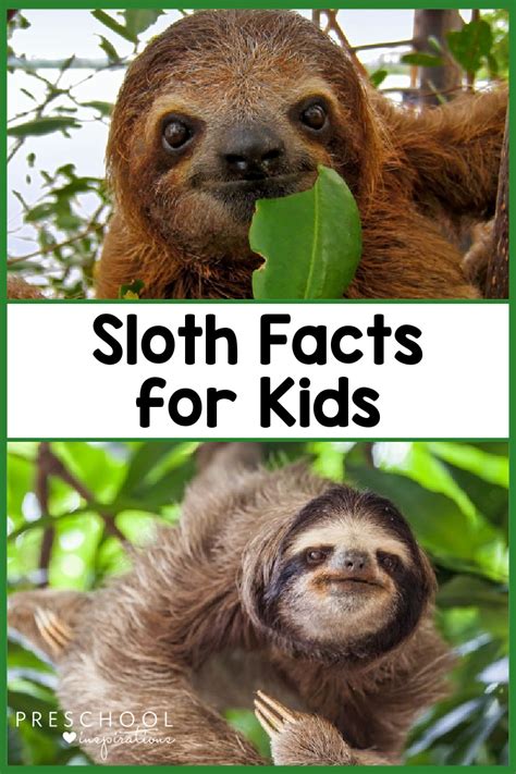 Sloth Facts For Kids Preschool Inspirations