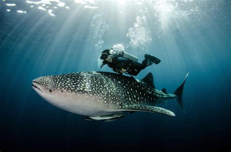 Meet The Whale Shark The Biggest Fish In The World Discover Magazine