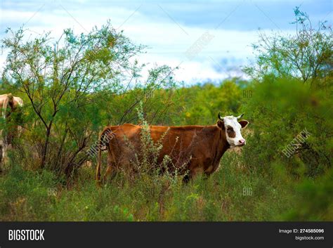 Brown Cow White Snout Image And Photo Free Trial Bigstock