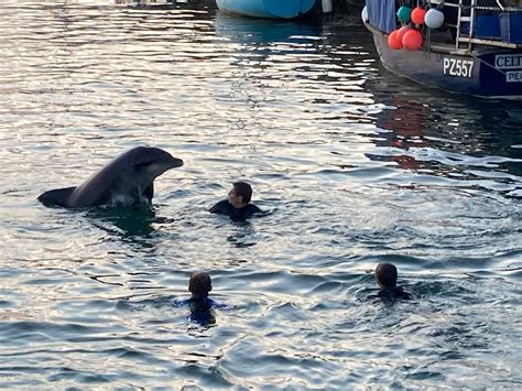 Human Seeking Dolphin Should Be Treated With Care Bbc News