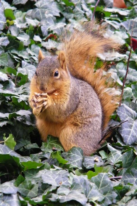 Squirrels At The University Of Michigan November 19 2012 Flickr