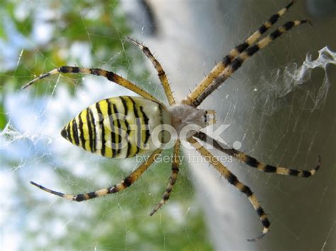 Yellow Striped Spider Stock Photo Royalty Free Freeimages