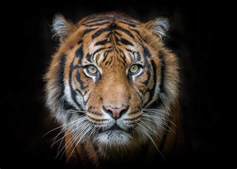 Tiger Face Images Hd