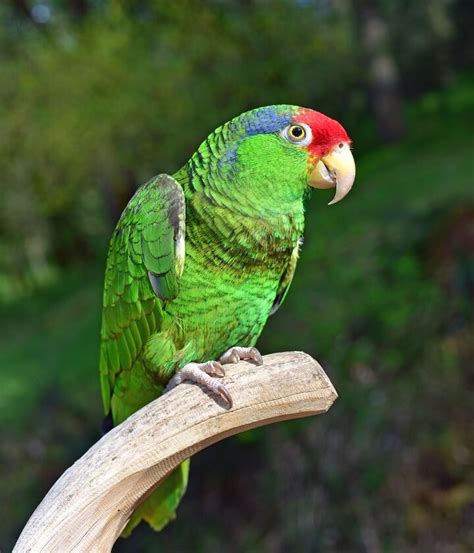 Mexican Red Headed Amazon Parrot Health Personality And Colors