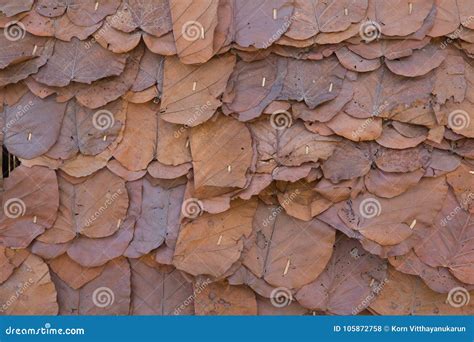 Dried Leaf Wall Or Roof Texture Stock Photo Image Of Home Plant