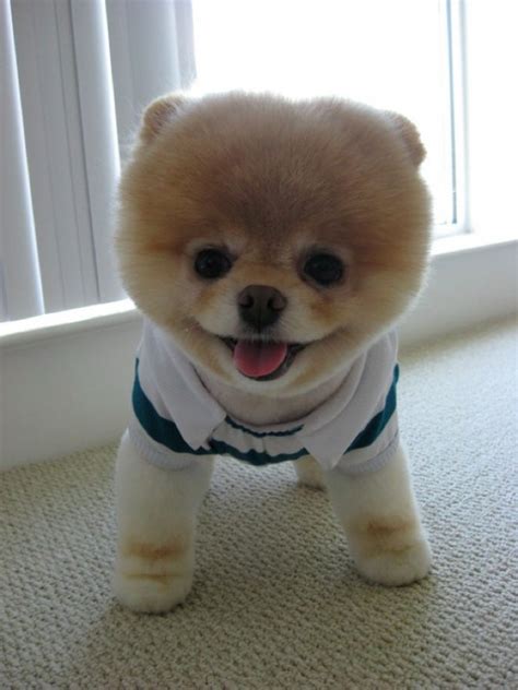 Boo The Cutest Dog In The World Amazing Stuffs