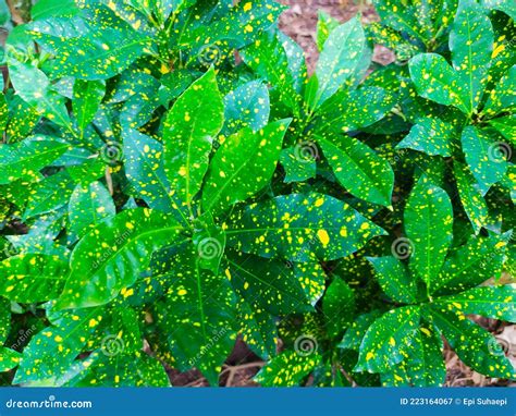 The Leaves Of The Croton Tree Have Yellow Spots Stock Image Image Of
