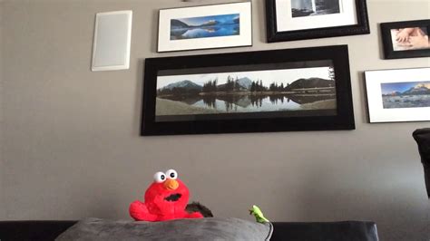 Kermit The Frog And Elmo Youtube