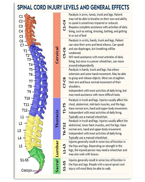 Chiropractor Spinal Cord Injury Levels Poster Etsy