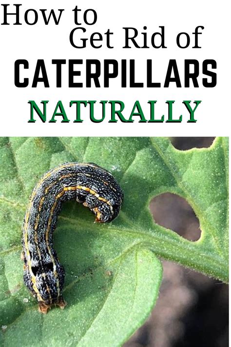 How To Get Rid Of Caterpillars ~ Garden Down South Common Garden