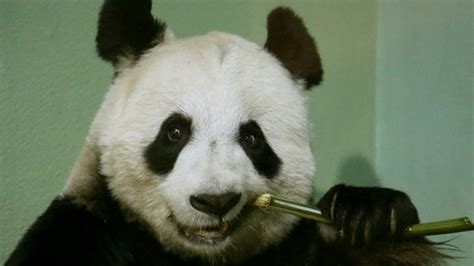 How Do Pandas Survive On Bamboo Bbc Newsround