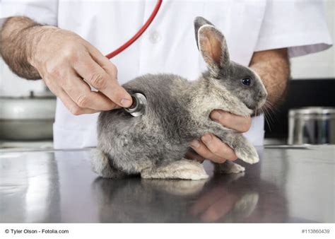 Kaninchenkrankheiten Symptome Ursachen Therapie Haustiermagazin