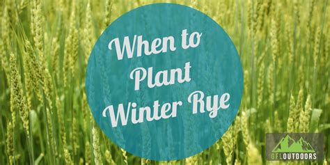 When To Plant Winter Rye Seed Everything You Need To Know Gfl Outdoors