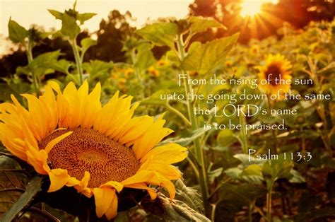 People who disobeyed god in the bible. 47 best images about Sunflower Everything! on Pinterest ...