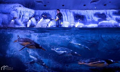 Video Get To Know Istanbul Aquarium The Best Of Its Kind Move 2 Turkey