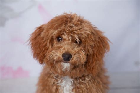 The Cutest Mixed Breed Dogs Youll Want To Bring Home Readers Digest