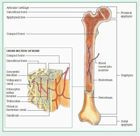 Spongy bone and compact bone. Musculoskeletal Disorders | Basicmedical Key