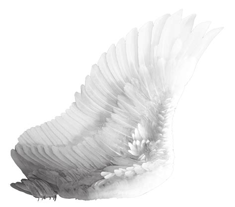 Wings White Png Image Purepng Free Transparent Cc0 Png Image Library