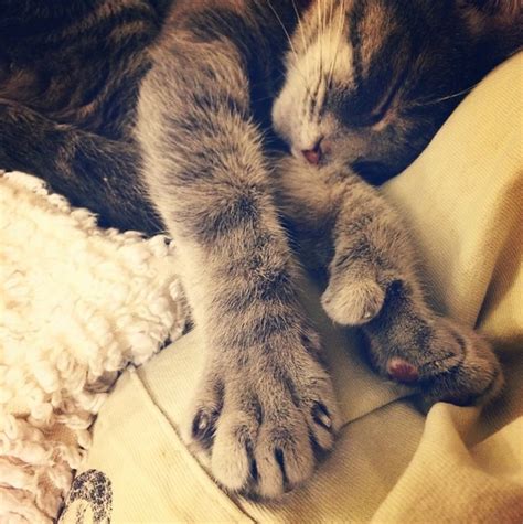 18 Adorable Cats That Can Give You The Thumbs Up