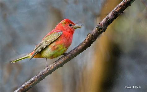 Photographing Warblers At Point Pelee By David Lilly The Canadian