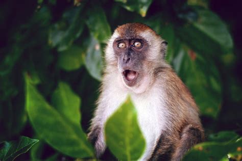 25 Remarkable Types Of Monkeys Photos Facts And More