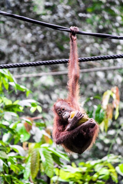 We found 4 holiday rentals — enter your dates for availability. Borneo: The Sepilok Orangutan Rehabilitation Centre - Tily ...
