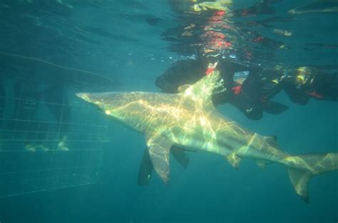 Shark Cage Diving Durban 2022 Lohnt Es Sich Mit Fotos