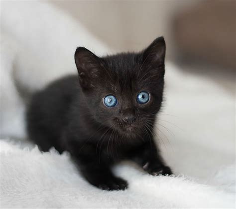 Black Cat Blue Eyes Breed