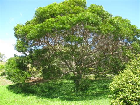 Koa Koa Tree Honey Bee Plants Of Hawaii United States · Inaturalist