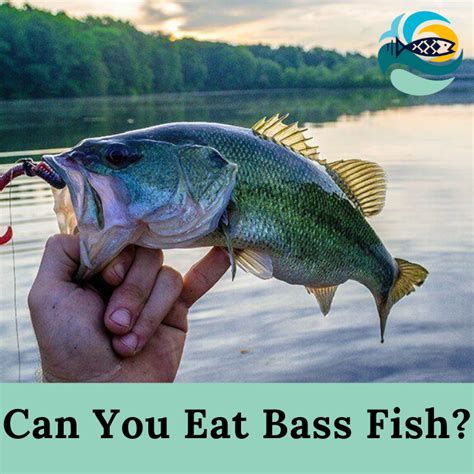 Can You Eat Bass Fish A Complete Guide On Bass Fish