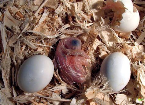 Cómo Cuidar Un Huevo De Pájaro En Casa 🐦pájaro Canario Domestico