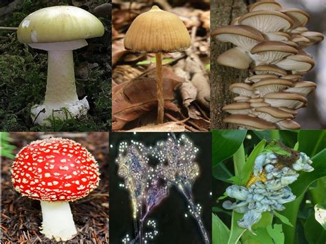 Reino Fungi Qué Es Características Y Clasificación Enciclopedia