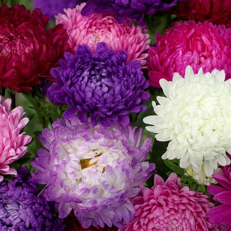 Outsidepride Paeony Aster Garden Cut Flower Plant Seeds