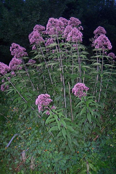 Feb 07, 2021 · uswildflowers database state list for north carolina. West Virginia Native Wildflowers-The Big Year, 2013: Cool ...