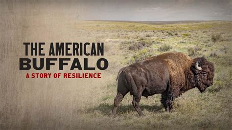 The American Buffalo The American Buffalo A Story Of Resilience Twin Cities PBS