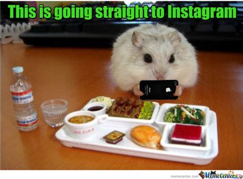 Meme Center Largest Creative Humor Community Funny Hamsters Hamster Hamster Food