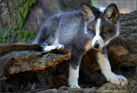 Why So Many Domesticated Mammals Have Floppy Ears