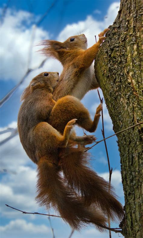 Bei Den Eichhörnchen Im Tullner Wasserpark Hat Die Paarungszeit Begonnen