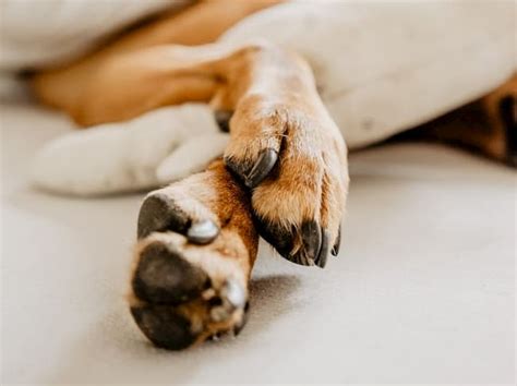 Common Dog Paw Problems And What To Do About Them