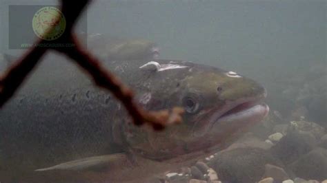 Fly Fishing Spain Atlantic Salmon Underwater In Picos De Europa River