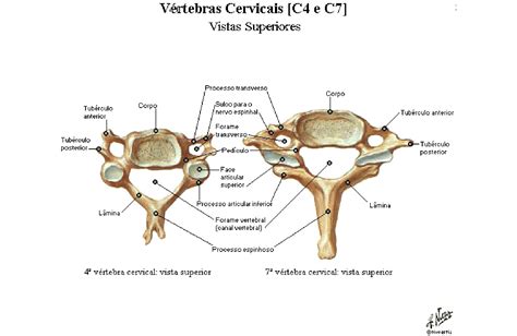 Vértebras Cervicais Anatomia Papel E Caneta