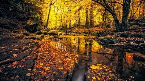 Beautiful Yellow Autumn Leafed Forest Foliage River With Reflection Hd