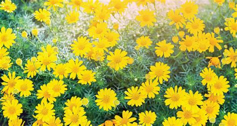 And keep the plantings undemanding. which these certainly are. These Drought-Resistant Plants Love Dry Summers! in 2020 ...