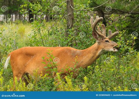 Whitetail Deer Buck With Velvet Antlers In Summer Feeding Stock Image