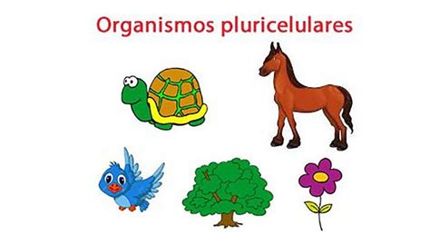 Organismos Pluricelulares ️ Que Son Reproducción ️origen ️teorías